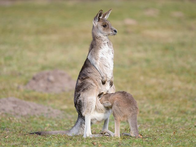 Обои трава, животные, кенгуру, детеныш, grass, animals, kangaroo, cub разрешение 1920x1200 Загрузить