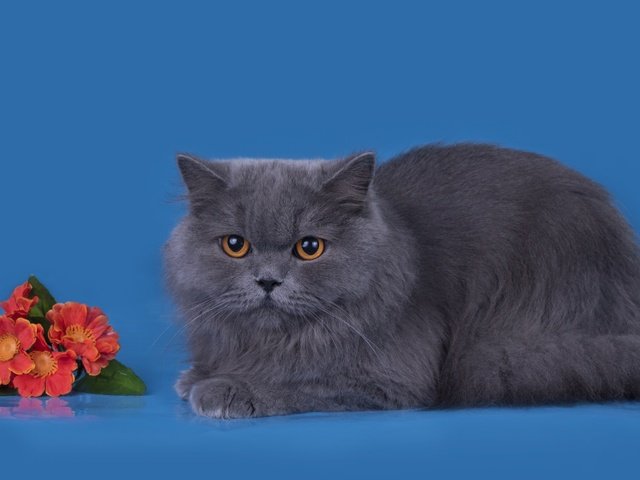 Обои цветы, фон, кот, мордочка, усы, кошка, взгляд, британская, flowers, background, cat, muzzle, mustache, look, british разрешение 2880x1800 Загрузить