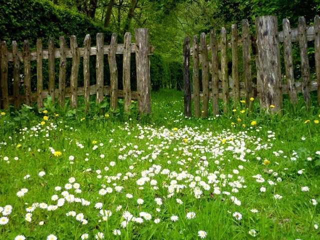 Обои цветы, трава, природа, забор, ромашки, одуванчики, лужайка, flowers, grass, nature, the fence, chamomile, dandelions, lawn разрешение 3648x2736 Загрузить