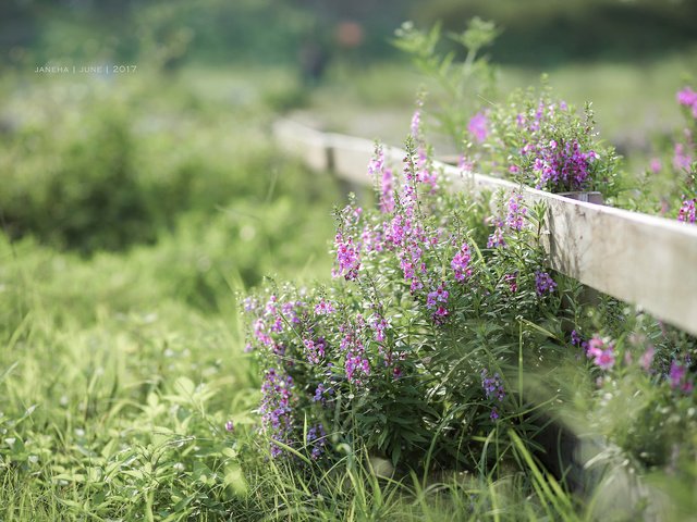 Обои цветы, трава, природа, лето, забор, jane, flowers, grass, nature, summer, the fence разрешение 2560x1600 Загрузить