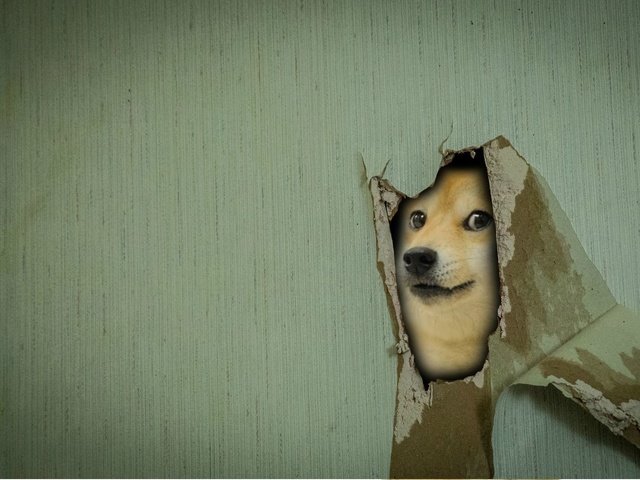Обои мордочка, взгляд, стена, собака, дырка, сиба-ину, muzzle, look, wall, dog, hole, shiba inu разрешение 1920x1080 Загрузить
