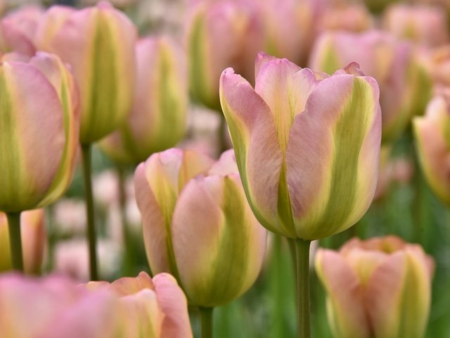 Обои цветы, бутоны, макро, тюльпаны, flowers, buds, macro, tulips разрешение 2048x1246 Загрузить