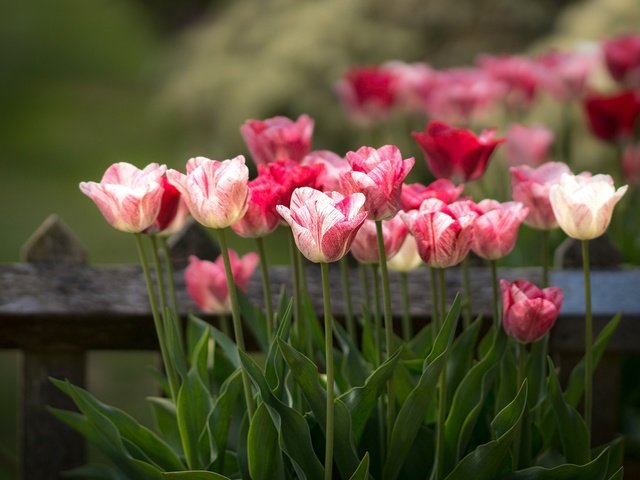 Обои цветы, бутоны, забор, весна, тюльпаны, стебли, боке, flowers, buds, the fence, spring, tulips, stems, bokeh разрешение 1997x1325 Загрузить