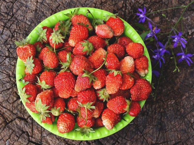 Обои цветок, лето, клубника, ягоды, пень, миска, flower, summer, strawberry, berries, stump, bowl разрешение 4608x3072 Загрузить