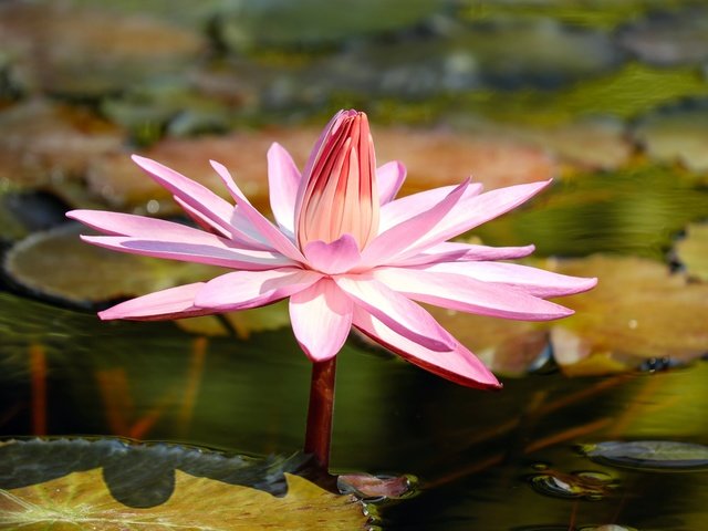 Обои листья, цветок, лепестки, пруд, кувшинка, водяная лилия, leaves, flower, petals, pond, lily, water lily разрешение 4896x3205 Загрузить