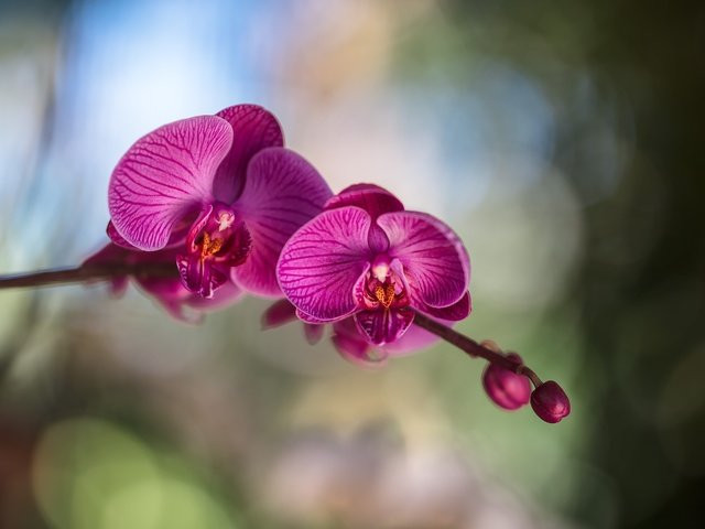 Обои цветы, цветение, лепестки, орхидея, фаленопсис, flowers, flowering, petals, orchid, phalaenopsis разрешение 2500x1779 Загрузить