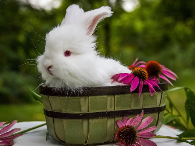 Обои цветы, ушки, кролик, животное, корзинка, зайчик, ведро, flowers, ears, rabbit, animal, basket, bunny, bucket разрешение 2048x1365 Загрузить