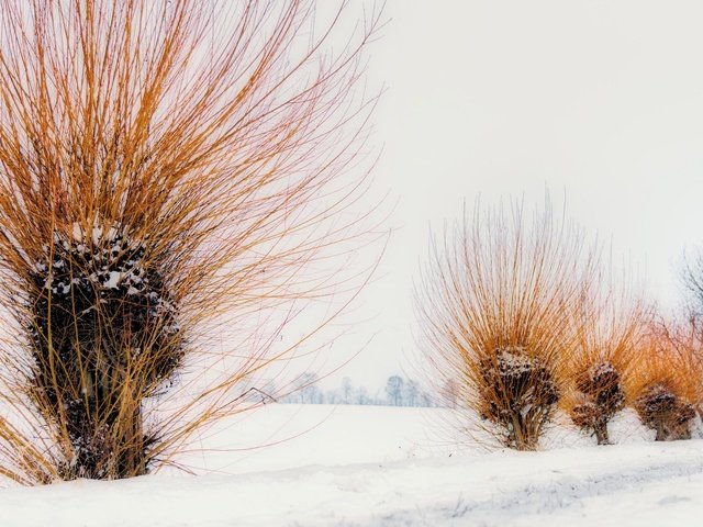 Обои деревья, снег, зима, ветки, trees, snow, winter, branches разрешение 2048x1138 Загрузить