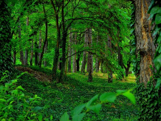 Обои деревья, зелень, растения, лес, стволы, мох, trees, greens, plants, forest, trunks, moss разрешение 3000x1887 Загрузить