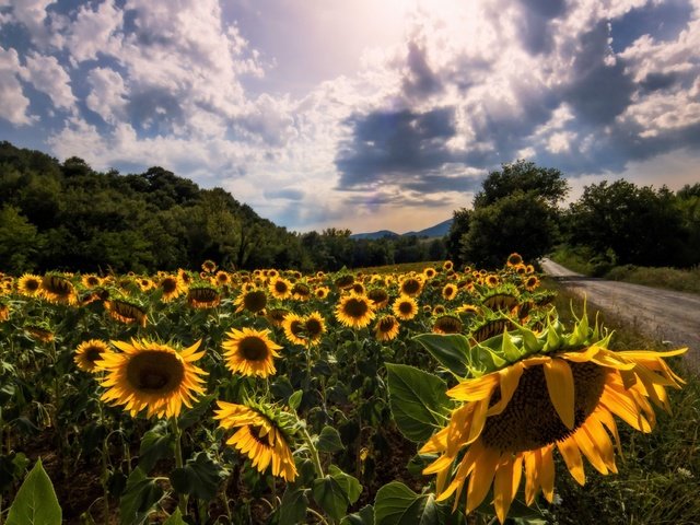 Обои небо, дорога, цветы, облака, деревья, лето, подсолнухи, the sky, road, flowers, clouds, trees, summer, sunflowers разрешение 2560x1655 Загрузить