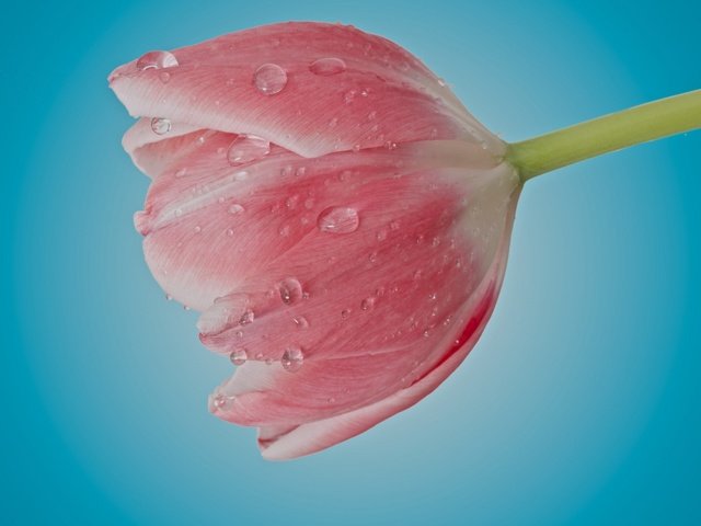 Обои цветок, капли, лепестки, бутон, розовый, тюльпан, flower, drops, petals, bud, pink, tulip разрешение 2048x1357 Загрузить