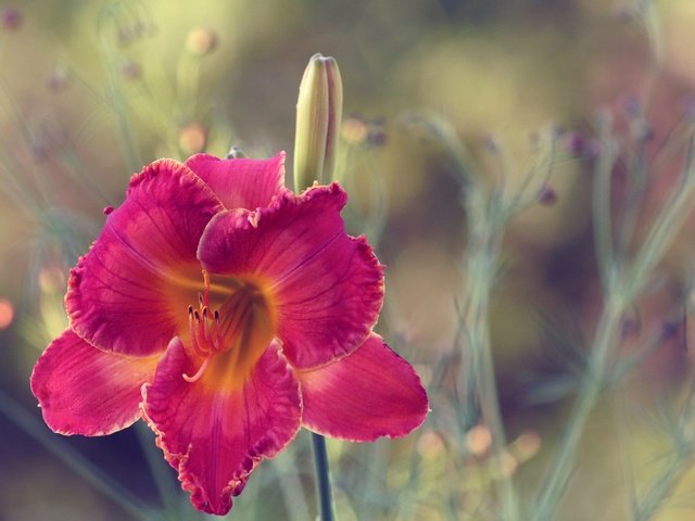 Обои макро, цветок, лепестки, размытость, лилейник, macro, flower, petals, blur, daylilies разрешение 5125x3131 Загрузить