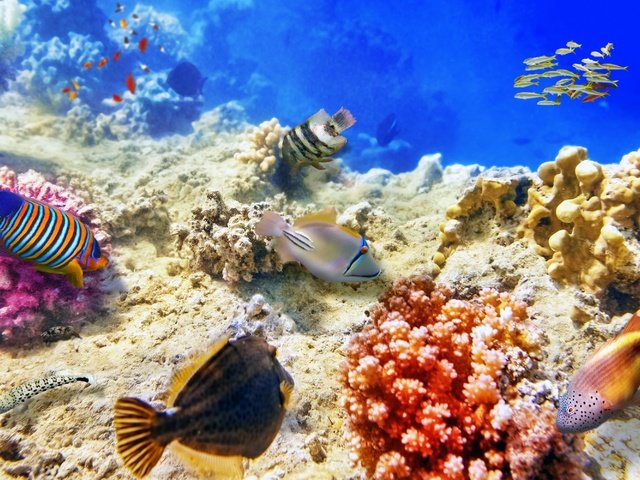 Обои море, рыбы, дно, кораллы, подводный мир, sea, fish, the bottom, corals, underwater world разрешение 3000x2000 Загрузить