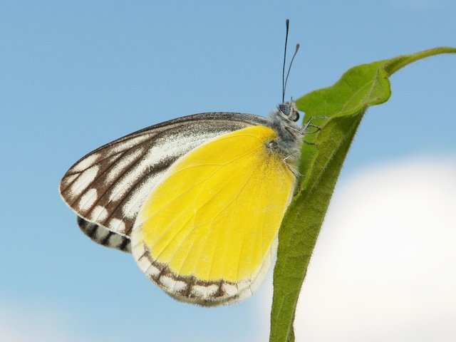 Обои небо, макро, бабочка, the sky, macro, butterfly разрешение 1927x1545 Загрузить