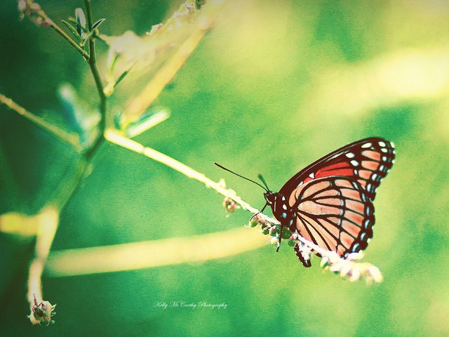 Обои насекомое, бабочка, крылья, размытость, растение, okelly mccarthy, insect, butterfly, wings, blur, plant разрешение 3506x2819 Загрузить