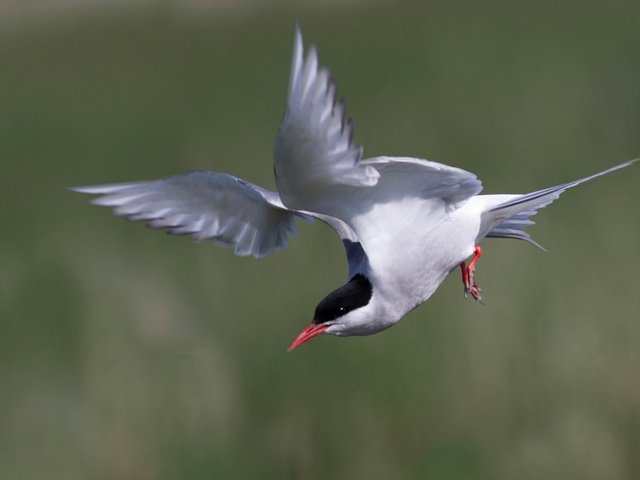 Обои полет, крылья, птица, клюв, хвост, полярная крачка, flight, wings, bird, beak, tail, arctic tern разрешение 2048x1152 Загрузить