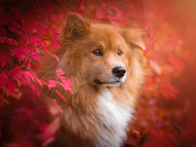 Обои природа, листья, ветки, осень, собака, животное, пес, евразиер, birgit chytracek, nature, leaves, branches, autumn, dog, animal, the eurasier разрешение 2048x1365 Загрузить