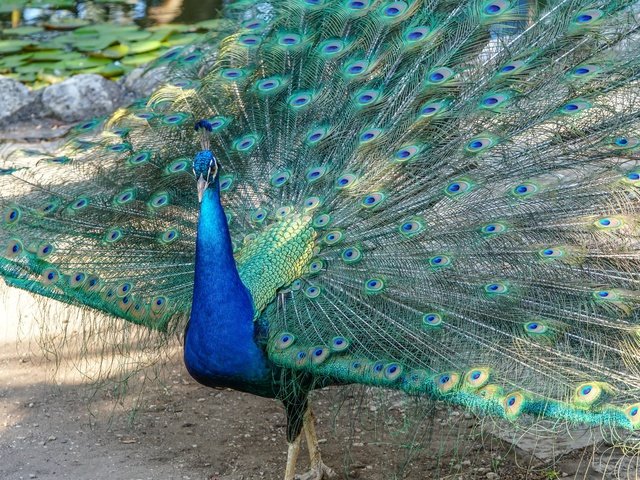 Обои птица, клюв, павлин, перья, хвост, bird, beak, peacock, feathers, tail разрешение 2048x1365 Загрузить