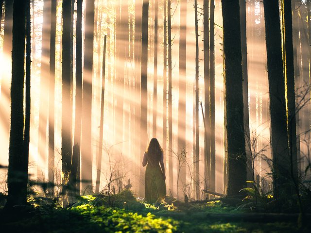 Обои свет, деревья, лес, девушка, лучи, стволы, lizzy gadd, light, trees, forest, girl, rays, trunks разрешение 2000x1333 Загрузить