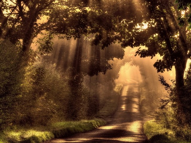 Обои свет, дорога, деревья, солнце, лес, лучи, утро, туман, light, road, trees, the sun, forest, rays, morning, fog разрешение 2047x1292 Загрузить