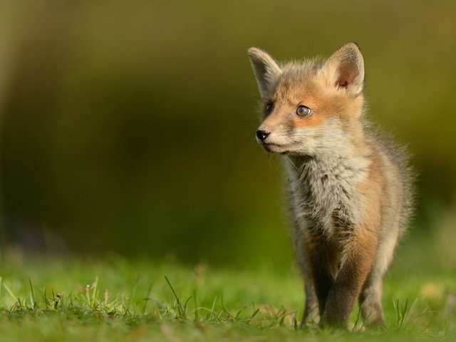 Обои трава, природа, животные, поляна, лиса, лисенок, grass, nature, animals, glade, fox разрешение 2048x1152 Загрузить