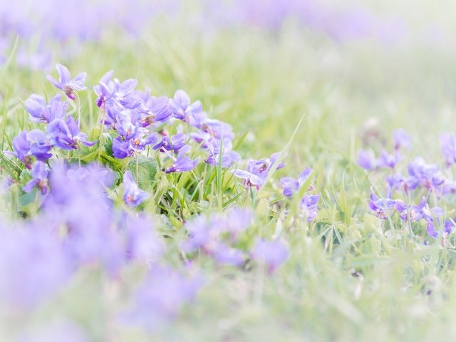 Обои цветы, трава, размытость, весна, фиалки, фиалка, flowers, grass, blur, spring, violet разрешение 2048x1367 Загрузить