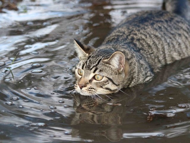 Обои вода, кот, мордочка, усы, кошка, взгляд, заплыв, пловец, water, cat, muzzle, mustache, look, swim, swimmer разрешение 2048x1365 Загрузить