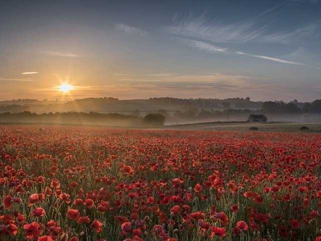 Обои цветы, закат, туман, поле, лето, красные, маки, flowers, sunset, fog, field, summer, red, maki разрешение 2000x1141 Загрузить