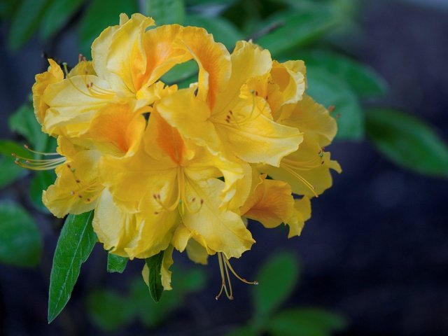 Обои желтые, азалия, рододендрон, yellow, azalea, rhododendron разрешение 2048x1360 Загрузить