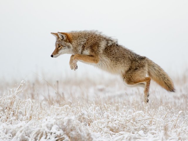 Обои зима, прыжок, хищник, лисица, охота, хвост, койот, winter, jump, predator, fox, hunting, tail, coyote разрешение 2048x1365 Загрузить