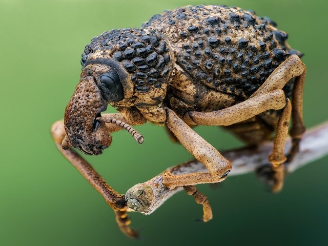 Обои жук, макро, насекомое, слоник, долгоносик, beetle, macro, insect, elephant, weevil разрешение 2048x1366 Загрузить
