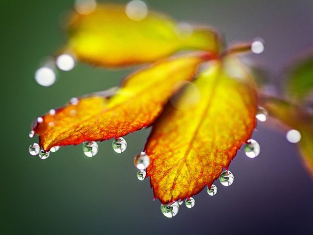 Обои природа, листья, макро, капли, осень, nature, leaves, macro, drops, autumn разрешение 5184x3456 Загрузить