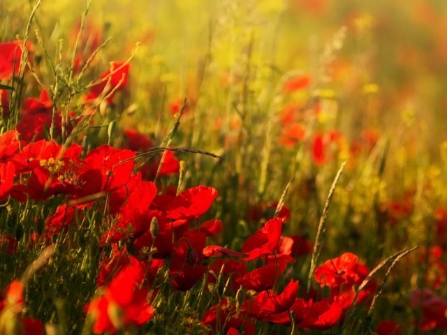 Обои цветы, поле, лето, красные, маки, размытость, flowers, field, summer, red, maki, blur разрешение 2342x1100 Загрузить