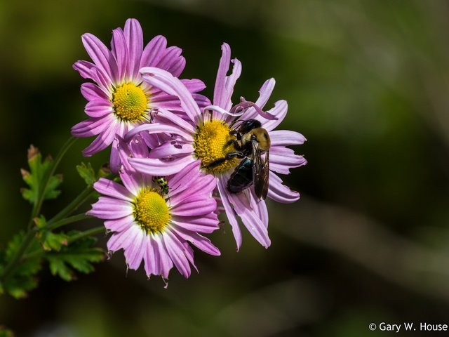 Обои цветы, насекомое, лепестки, пчела, хризантемы, flowers, insect, petals, bee, chrysanthemum разрешение 2048x1495 Загрузить