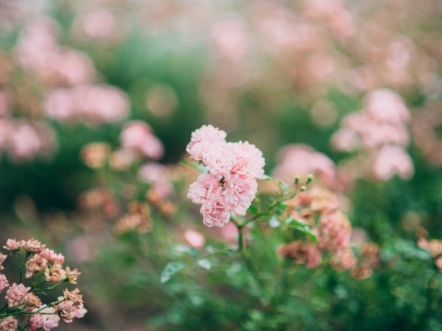 Обои цветы, бутоны, розы, лепестки, размытость, розовые, куст, боке, flowers, buds, roses, petals, blur, pink, bush, bokeh разрешение 2048x1363 Загрузить