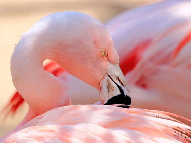 Обои фламинго, птица, клюв, перья, flamingo, bird, beak, feathers разрешение 2048x1365 Загрузить