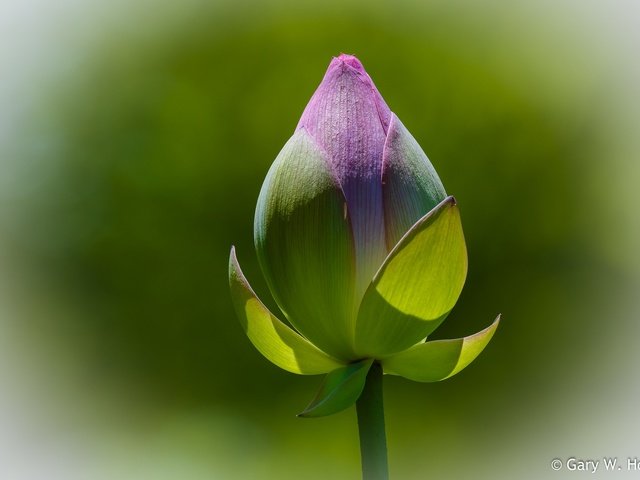 Обои фон, цветок, бутон, лотос, background, flower, bud, lotus разрешение 2048x1365 Загрузить