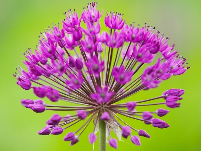 Обои макро, соцветие, декоративный лук, аллиум, macro, inflorescence, decorative bow, allium разрешение 2048x1416 Загрузить