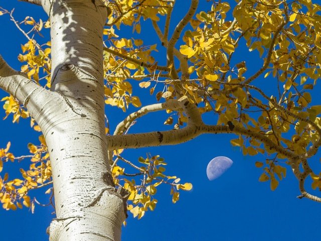 Обои небо, осина, дерево, листья, ветки, осень, луна, ствол, кора, the sky, aspen, tree, leaves, branches, autumn, the moon, trunk, bark разрешение 2048x1320 Загрузить