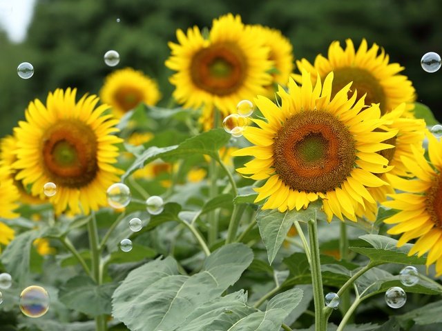 Обои цветы, поле, лето, лепестки, подсолнухи, мыльные пузыри, flowers, field, summer, petals, sunflowers, bubbles разрешение 5213x3475 Загрузить