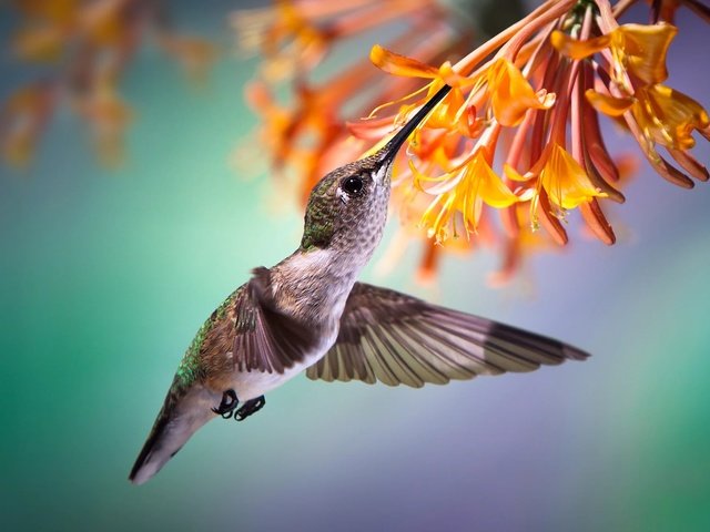 Обои полет, цветок, птица, птичка, тропики, нектар, колибри, flight, flower, bird, tropics, nectar, hummingbird разрешение 2000x1332 Загрузить