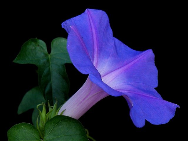 Обои природа, листья, фон, цветок, лепестки, черный фон, вьюнок, nature, leaves, background, flower, petals, black background, bindweed разрешение 2650x1650 Загрузить