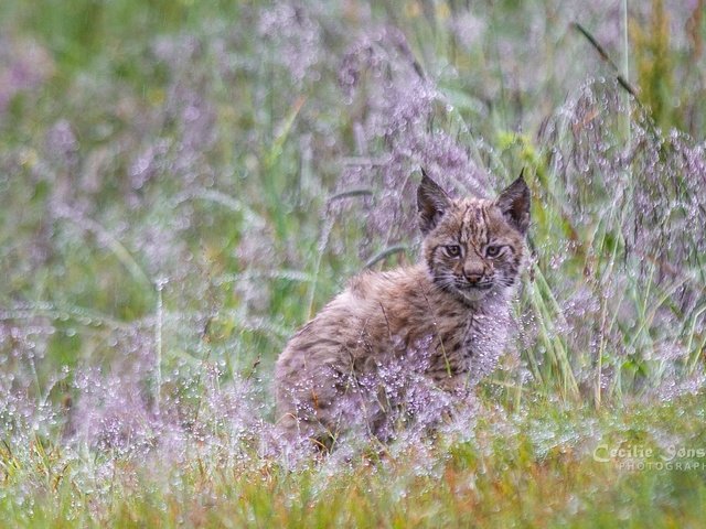 Обои трава, растения, рысь, мордочка, взгляд, малыш, детеныш, grass, plants, lynx, muzzle, look, baby, cub разрешение 2005x1128 Загрузить