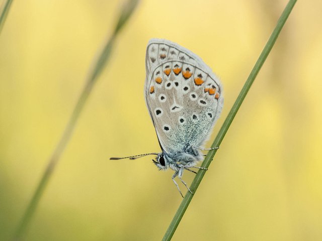 Обои насекомое, бабочка, растение, травинка, johannes dörrstock, insect, butterfly, plant, a blade of grass разрешение 2000x1093 Загрузить