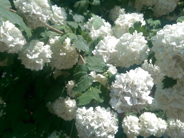 Обои цветы, листья, куст, белые, соцветия, гортензия, flowers, leaves, bush, white, inflorescence, hydrangea разрешение 2688x1520 Загрузить