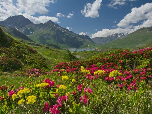 Обои небо, рододендроны, цветы, савойя, облака, mont cenis, haute-maurienne, озеро, горы, франция, плато, альпы, the sky, rhododendrons, flowers, savoie, clouds, lake, mountains, france, plateau, alps разрешение 3400x2170 Загрузить