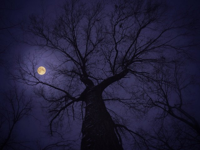 Обои небо, дерево, ветки, луна, the sky, tree, branches, the moon разрешение 3264x2162 Загрузить