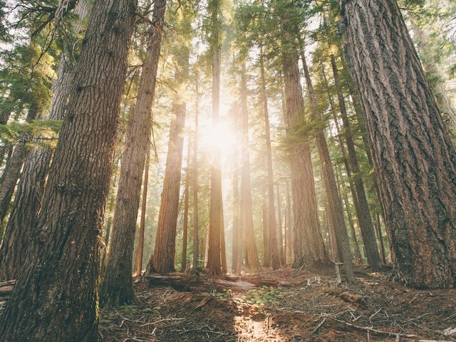 Обои деревья, лес, лучи солнца, стволы, рассвет, сосны, орегон, trees, forest, the rays of the sun, trunks, dawn, pine, oregon разрешение 3840x2400 Загрузить