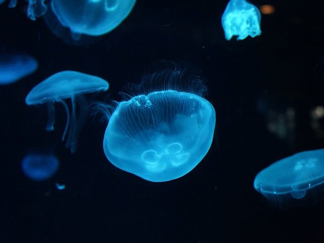 Обои вода, море, крупный план, медузы, подводный мир, water, sea, close-up, jellyfish, underwater world разрешение 4912x3264 Загрузить