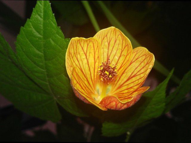 Обои листья, цветок, лепестки, абутилон, комнатный клен, leaves, flower, petals, abutilon, maple room разрешение 4110x2329 Загрузить